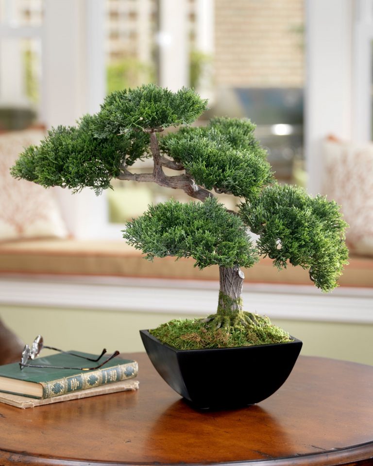 5+ conseils pour prendre soin des arbres de bonsaï d'intérieur Maison, Plantes et jardins