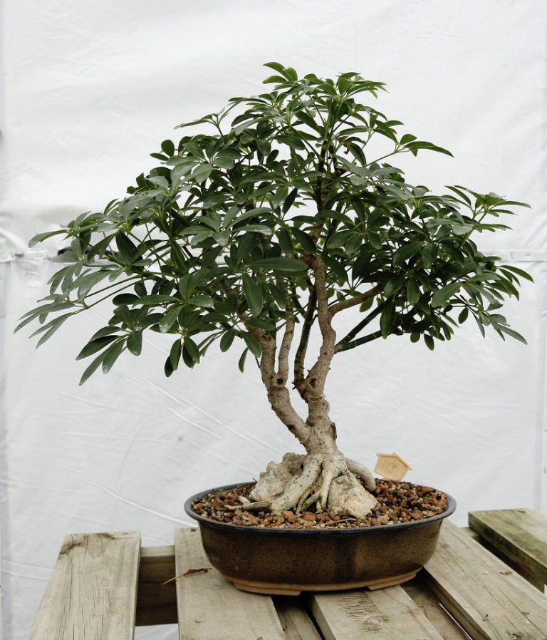 5+ conseils pour prendre soin des arbres de bonsaï d'intérieur Maison, Plantes et jardins