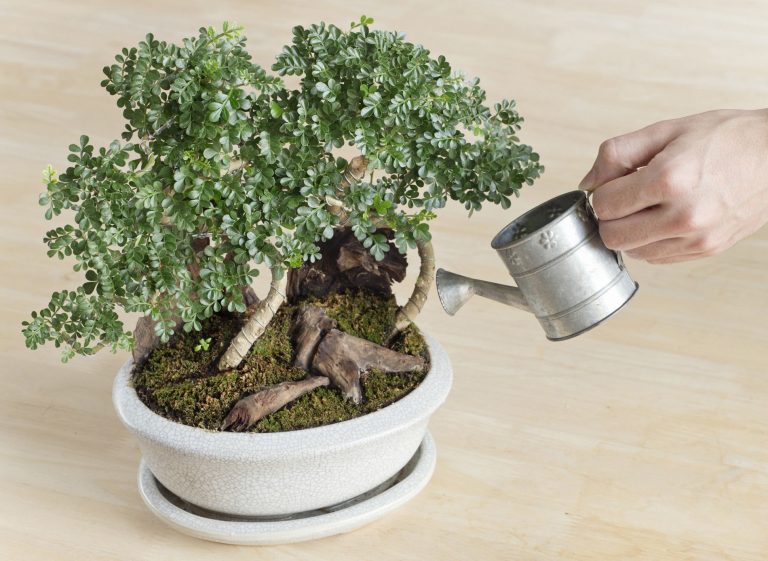 5+ conseils pour prendre soin des arbres de bonsaï d