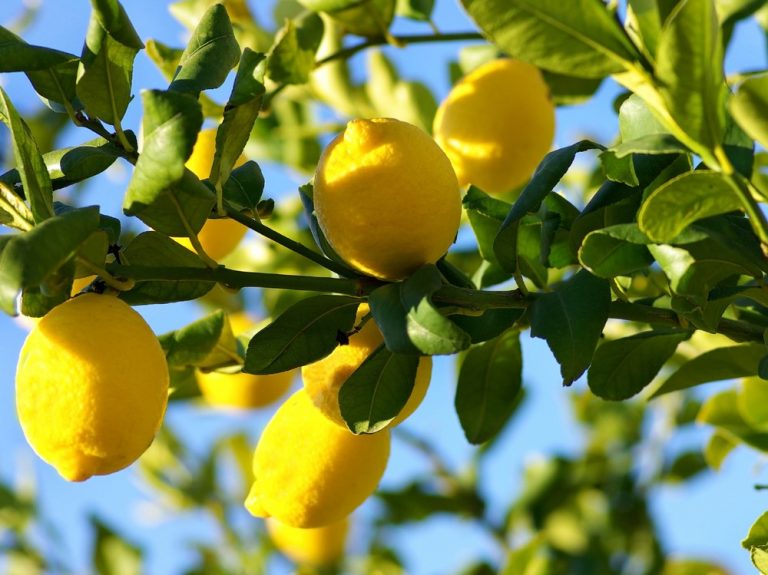 Savezvous comment entretenir un citronnier à la maison? Jardin, Plantes et jardins ZENIDEES