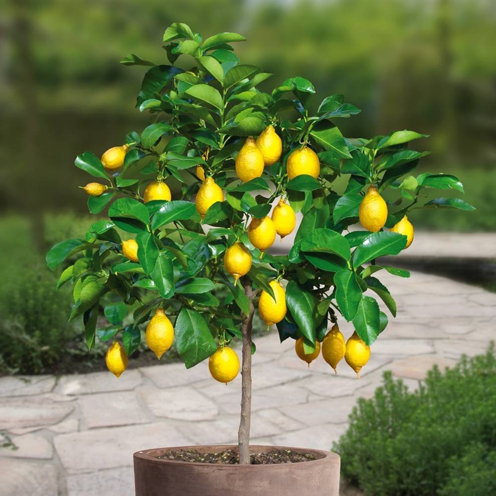 Lorsque le citronnier est à l’intérieur, assurez-vous qu’il ne se trouve pas à proximité d’une source de chaleur, car cela pourrait dessécher les feuilles et le sol.