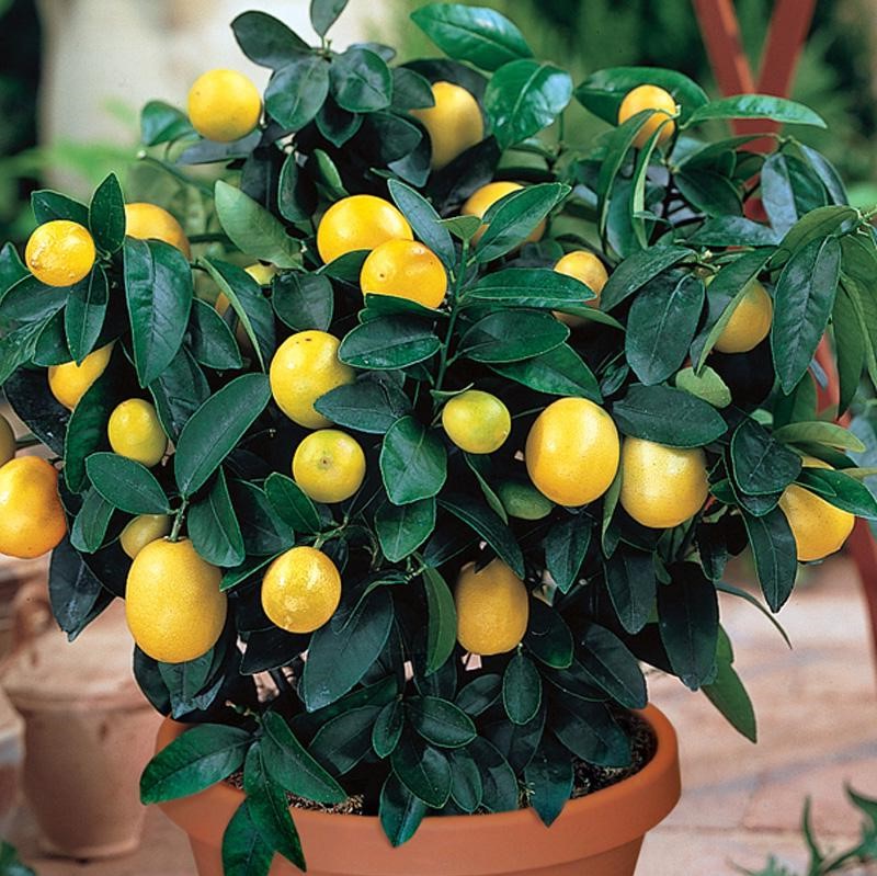 Prendre soin d'un citronnier peut être difficile, mais avec nos conseils, vous réussirez sûrement!