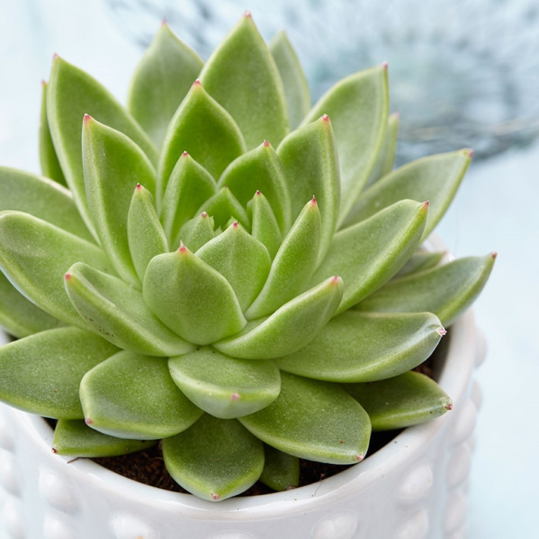 Echeveria5 conseils pour entretenir à l'intérieur Jardin, Plantes et jardins ZENIDEES