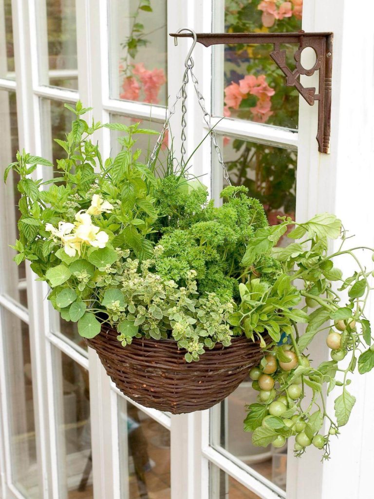 100+ plantes pour la véranda et le patio faciles à entretenir Jardin, Jardin et Balcon ZENIDEES