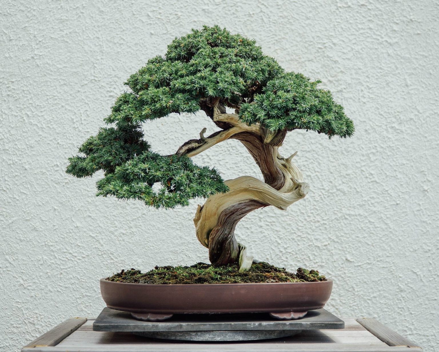 Achat de bonsaï comment choisir le bon arbre et en prendre soin