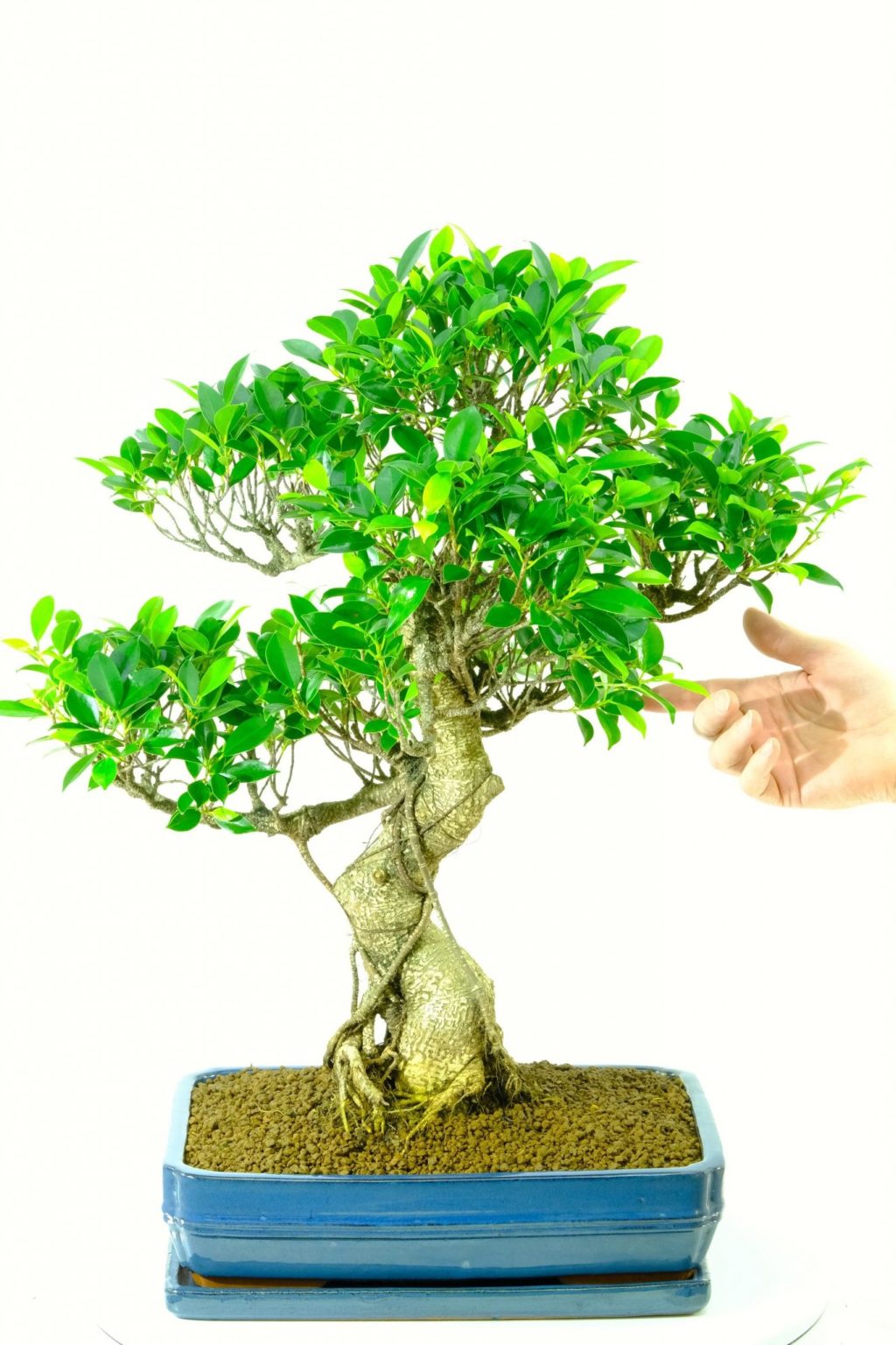 Achat de bonsaï comment choisir le bon arbre et en prendre soin? Jardin, Plantes et jardins
