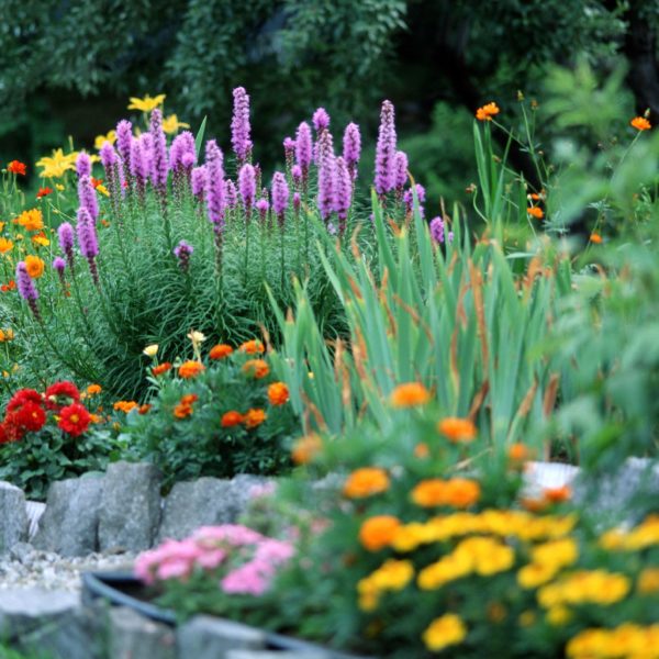 Jardin - ZENIDEES