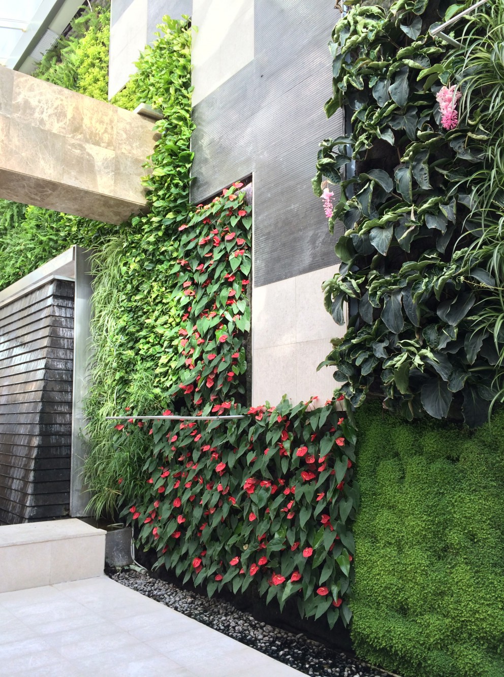 Mur végétal sur le balcon.