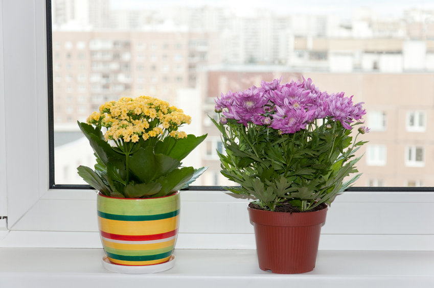 Servez-vous des fleurs pour décorer vos fenêtres