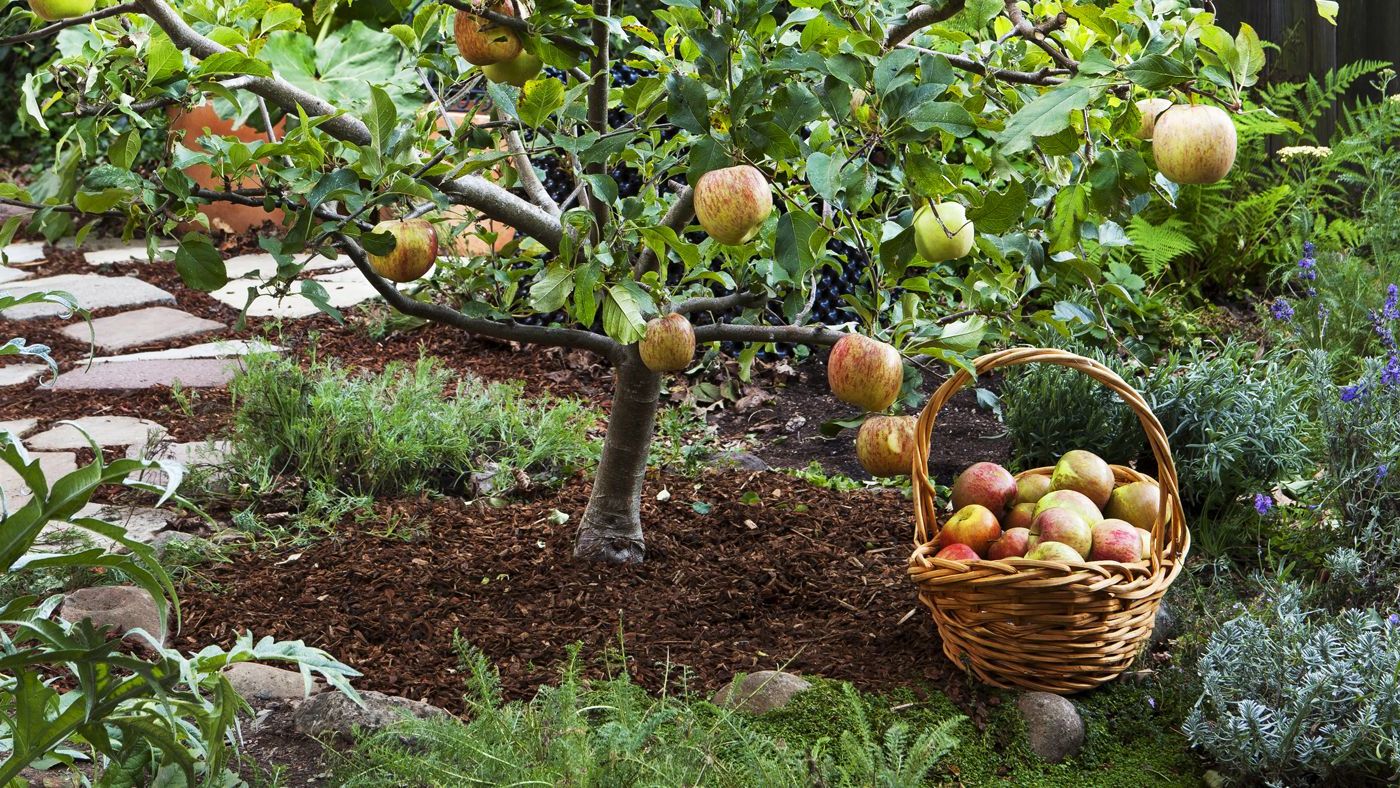 Top 3 des arbres fruitiers à cultiver dans votre jardin